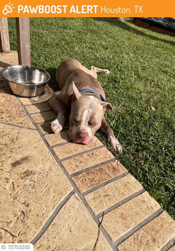 Found/Stray Male Dog last seen HCA Hospital on Huffmeister near Oak Cliff, Houston, TX 77429