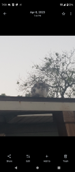 Lost Female Cat last seen Terry Street and N Avenue F, Freeport tx, Freeport, TX 77541
