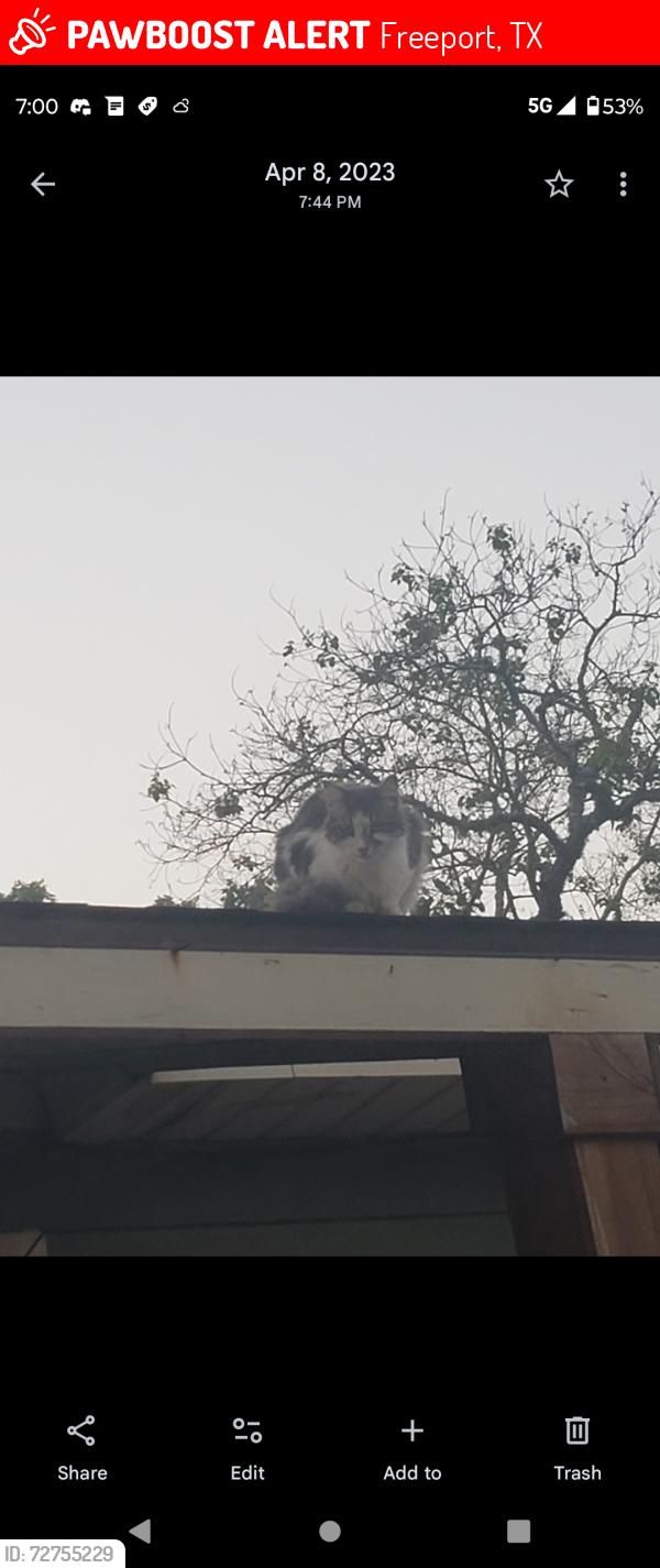 Lost Female Cat last seen Terry Street and N Avenue F, Freeport tx, Freeport, TX 77541