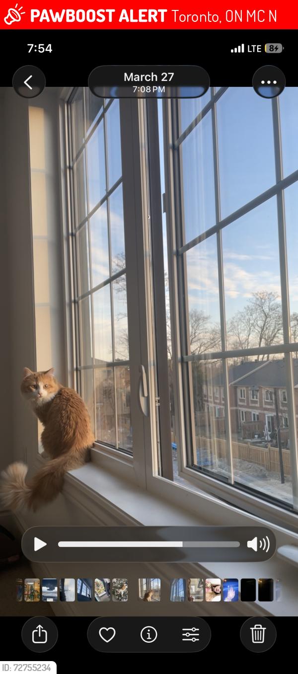 Lost Male Cat last seen Near franklin avenue, Toronto, ON M1C 1N9