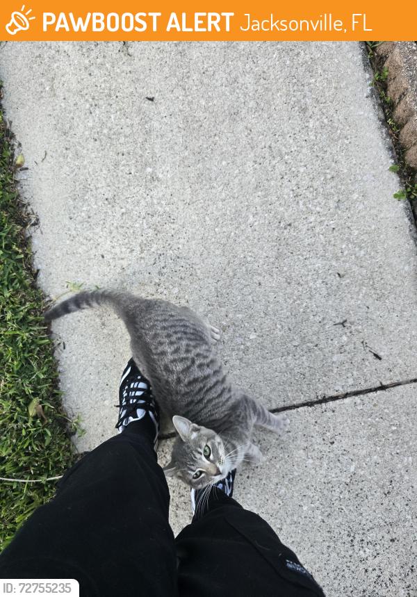 Found/Stray Female Cat last seen Lake Plantation Lane , Jacksonville, FL 32244