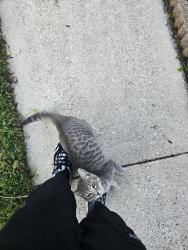 Found/Stray Female Cat last seen Lake Plantation Lane , Jacksonville, FL 32244