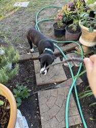 Found/Stray Male Dog last seen clarice street, Grand Prairie, TX 75051