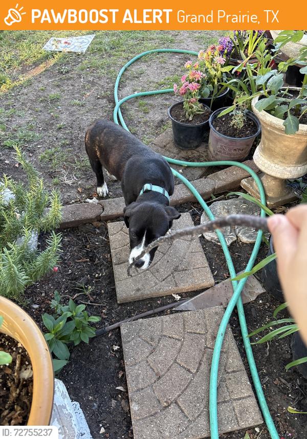 Found/Stray Male Dog last seen clarice street, Grand Prairie, TX 75051