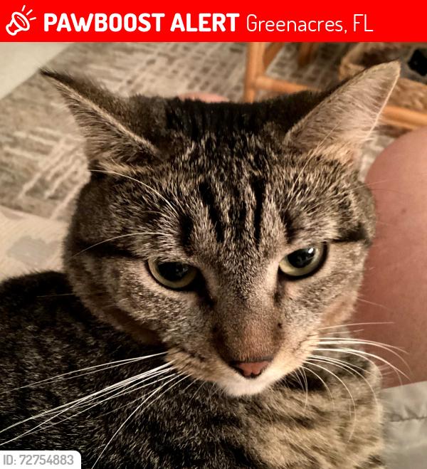 Lost Female Cat last seen Cresthaven and skypine way , Greenacres, FL 33463