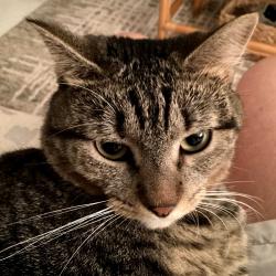 Lost Female Cat last seen Cresthaven and skypine way , Greenacres, FL 33463