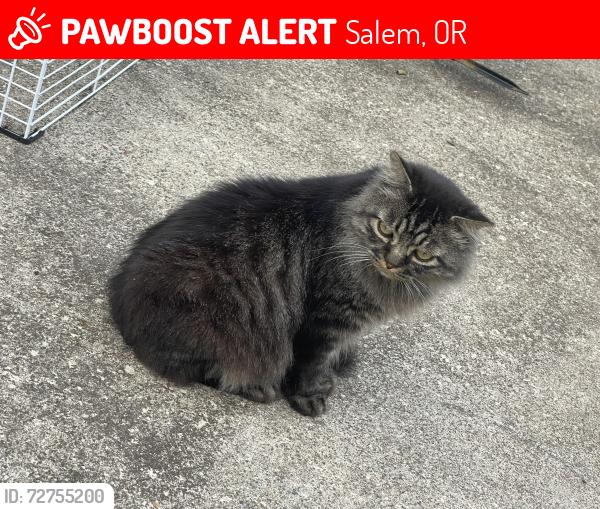 Lost Male Cat last seen D St & Union St, Salem, OR 97301