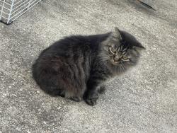 Lost Male Cat last seen D St & Union St, Salem, OR 97301
