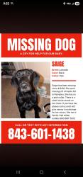 Lost Female Dog last seen Keefe rd pamplico sc, Florence County, SC 29583