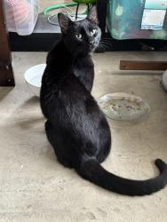 Found/Stray Male Cat last seen Elkcam and Howland, Deltona, FL 32738