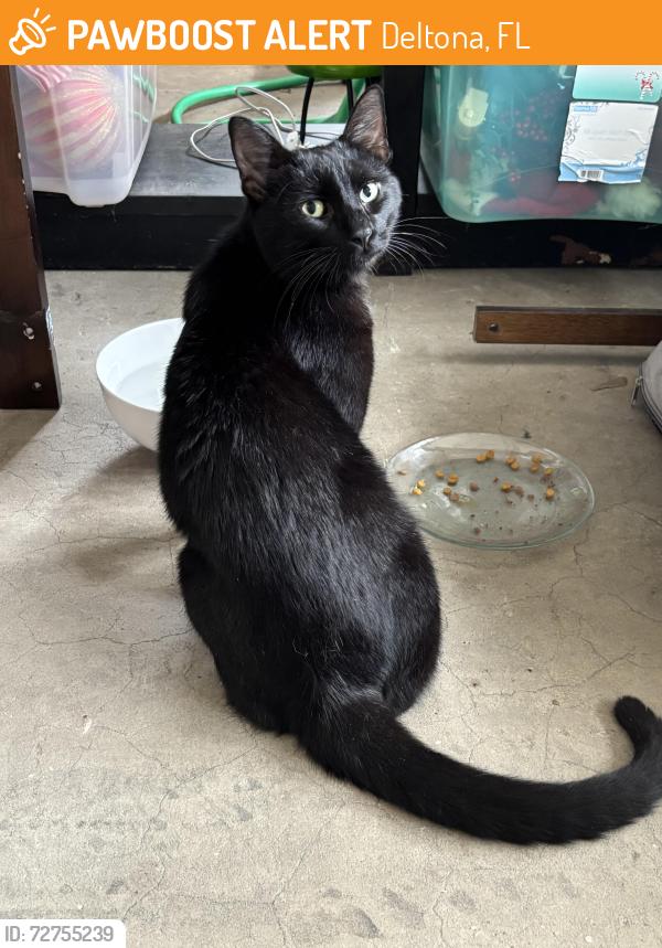 Found/Stray Male Cat last seen Elkcam and Howland, Deltona, FL 32738