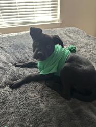 Lost Male Dog last seen Near Kenosha StTulsa, OK  74133United States, Tulsa, OK 74133