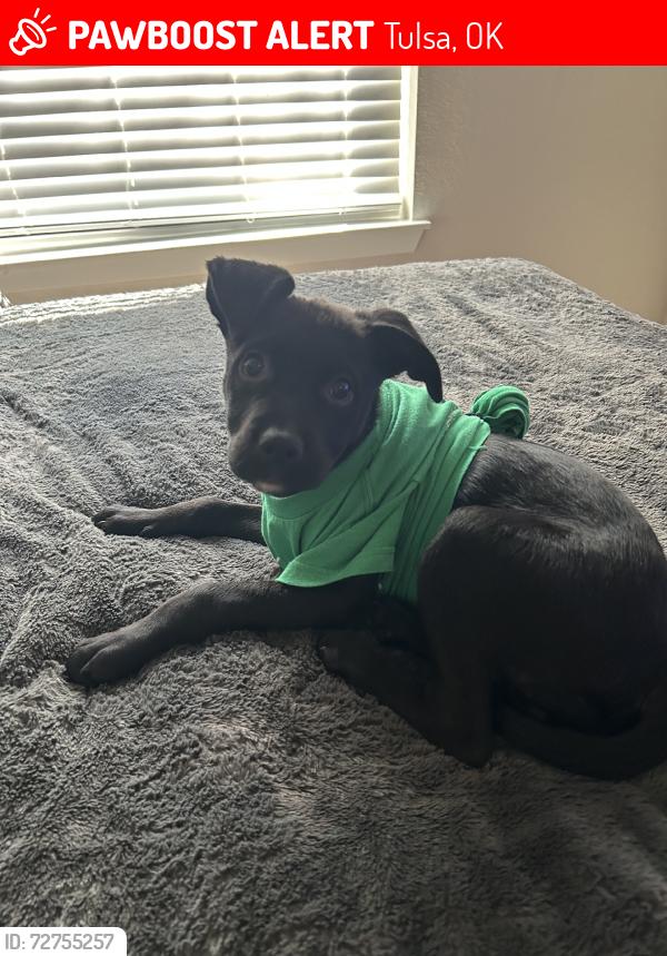 Lost Male Dog last seen Near Kenosha StTulsa, OK  74133United States, Tulsa, OK 74133