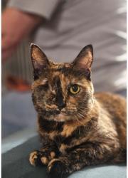 Lost Female Cat last seen MAA Brodie Ln apmts, Austin, TX 78745