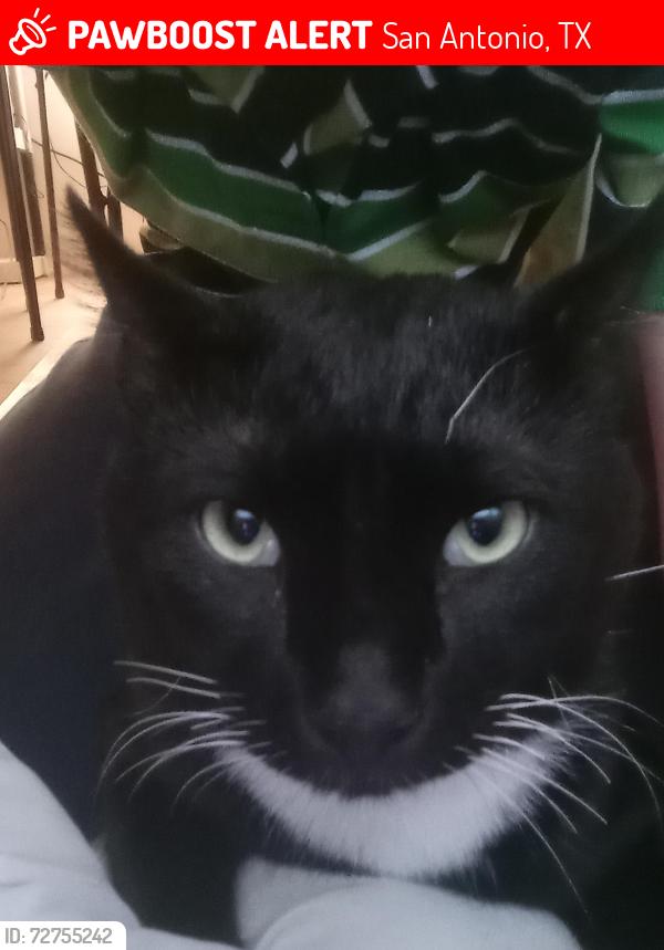 Lost Female Cat last seen Ekertcrossing , San Antonio, TX 78240