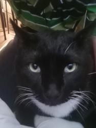 Lost Female Cat last seen Ekertcrossing , San Antonio, TX 78240