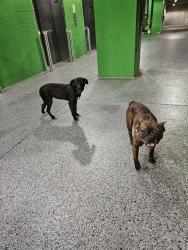 Found/Stray Male Dog last seen At Melrose publix , Nashville, TN 37204