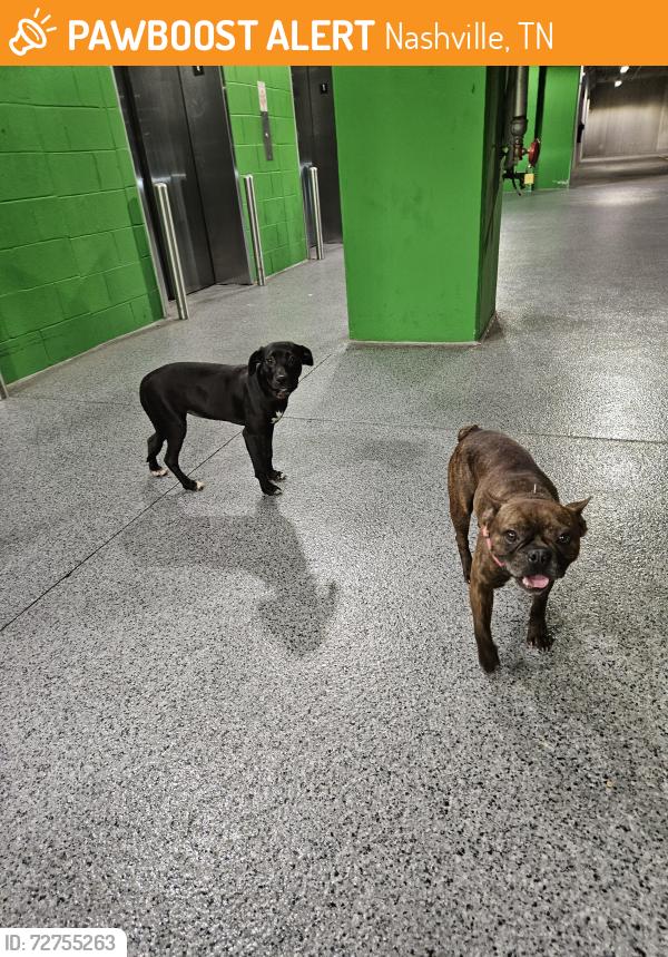 Found/Stray Male Dog last seen At Melrose publix , Nashville, TN 37204