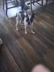Lost Male Dog last seen 51st. And 52nd Ave., Tulsa, OK 74146