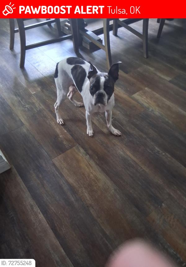 Lost Male Dog last seen 51st. And 52nd Ave., Tulsa, OK 74146