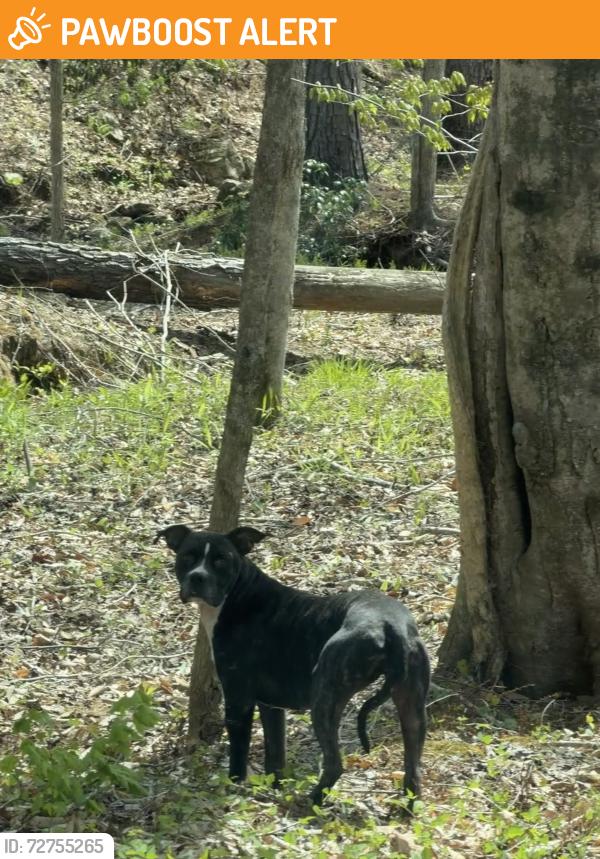 Found/Stray Unknown Dog last seen King Mtn Rd, Kings Mountain, NC 28086