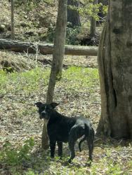 Found/Stray Unknown Dog last seen King Mtn Rd, Kings Mountain, NC 28086