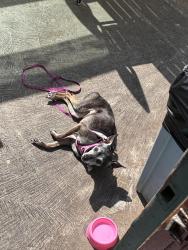 Lost Female Dog last seen Clay & Main, Huntington Beach, CA 92648
