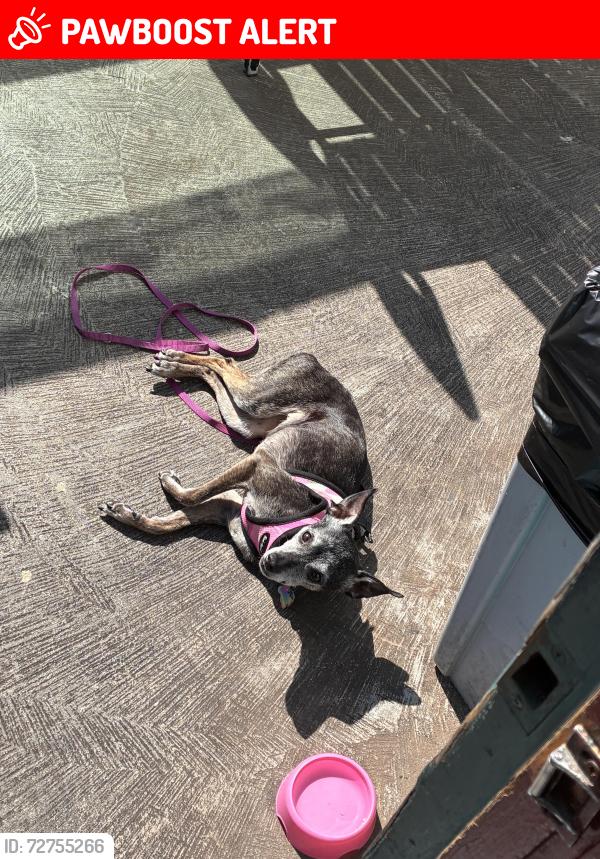 Lost Female Dog last seen Clay & Main, Huntington Beach, CA 92648