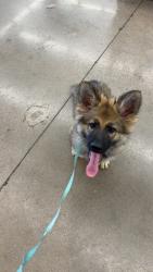 Lost Male Dog last seen Amarillo, Abilene, TX 79602