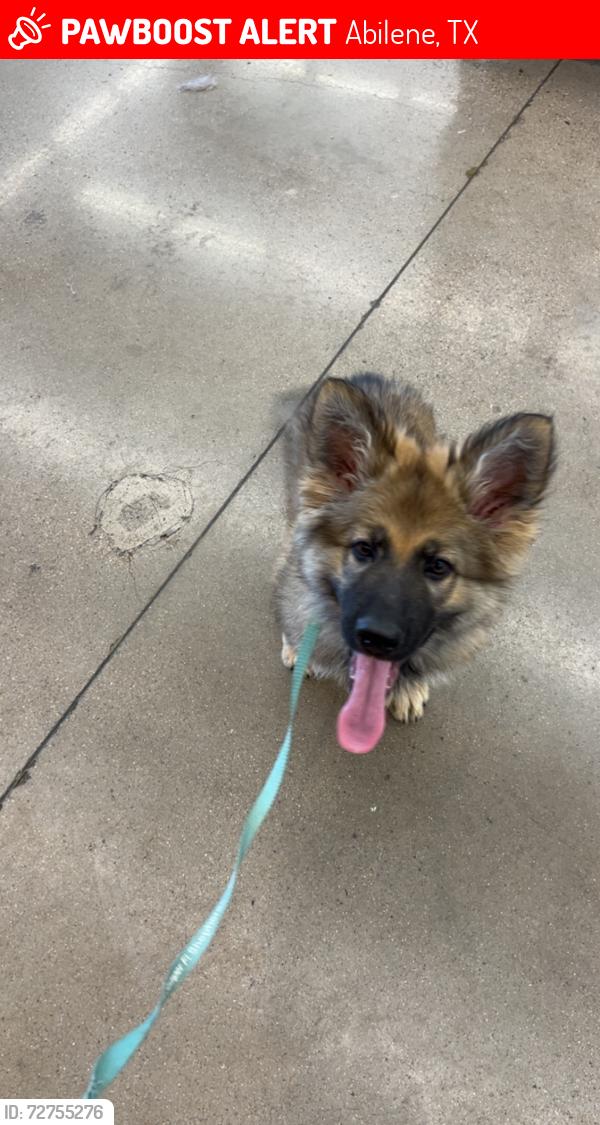 Lost Male Dog last seen Amarillo, Abilene, TX 79602