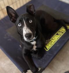 Found/Stray Female Dog last seen California Ave and Stetson, Hemet, CA 92545
