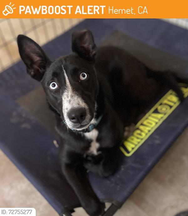 Found/Stray Female Dog last seen California Ave and Stetson, Hemet, CA 92545
