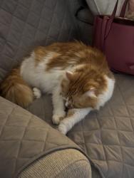 Lost Male Cat last seen Skyrock drive, Stephens City, VA 22655