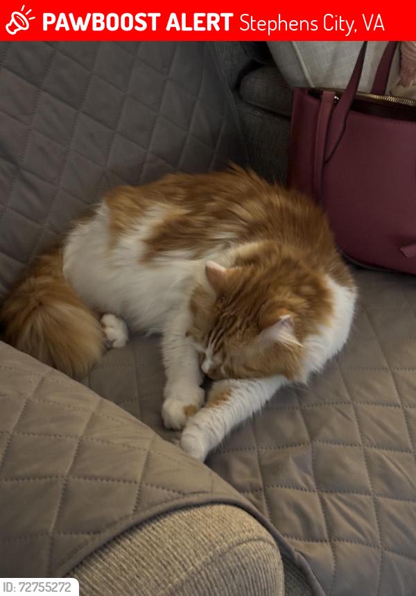 Lost Male Cat last seen Skyrock drive, Stephens City, VA 22655