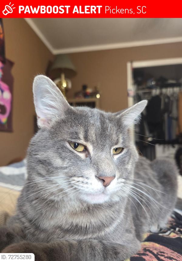 Lost Male Cat last seen Near Farrs Bridge Road, Pickens, SC 29671