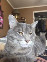 Lost Male Cat last seen Near Farrs Bridge Road, Pickens, SC 29671
