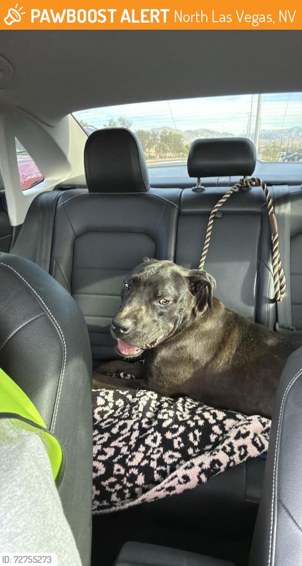Found/Stray Male Dog last seen Desert area off Centennial Parkway- bet. Bonanza and Lamb, North Las Vegas, NV 89081