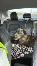 Found/Stray Male Dog last seen Desert area off Centennial Parkway- bet. Bonanza and Lamb, North Las Vegas, NV 89081
