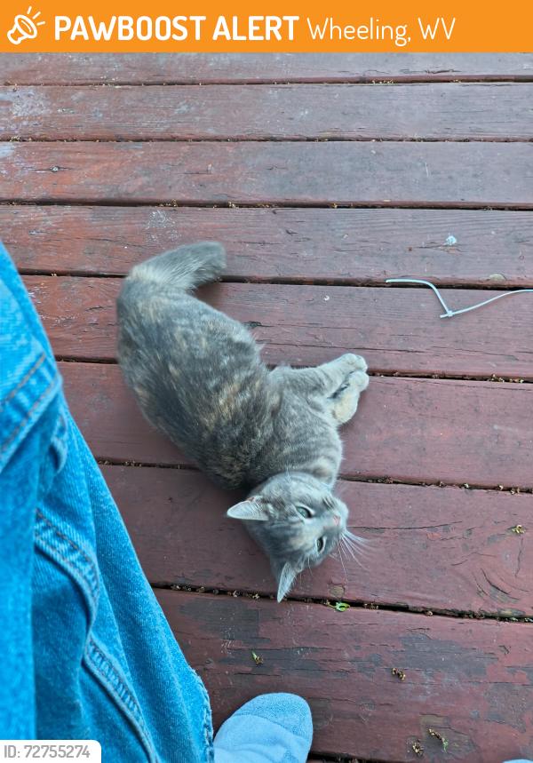 Found/Stray Unknown Cat last seen Our Lady of Peace Catholic church, Wheeling, WV 26003