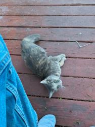 Found/Stray Unknown Cat last seen Our Lady of Peace Catholic church, Wheeling, WV 26003