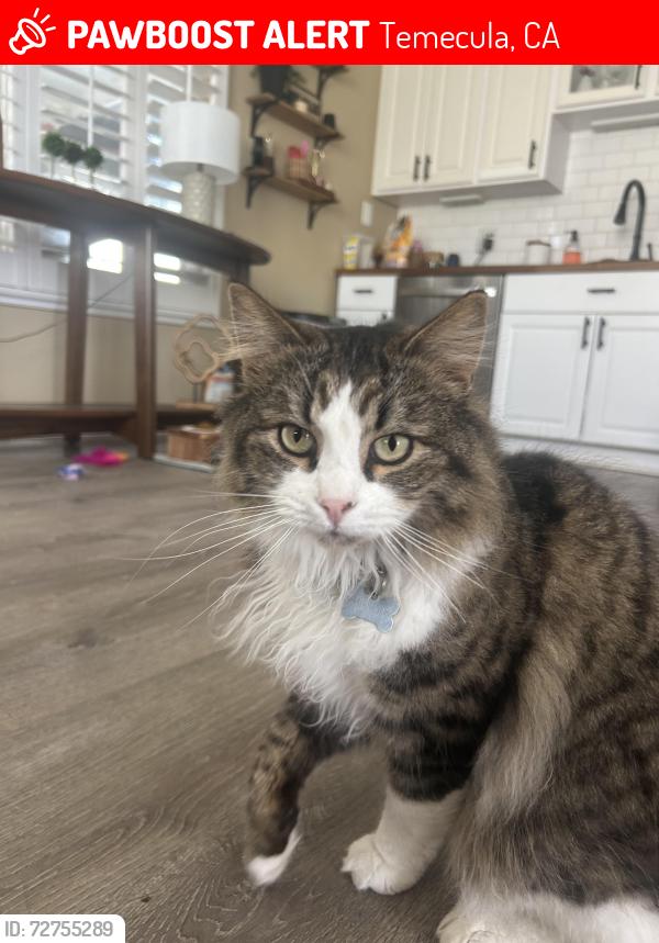 Lost Male Cat last seen La serina  via halcon , Temecula, CA 92591