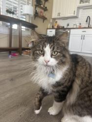 Lost Male Cat last seen La serina  via halcon , Temecula, CA 92591