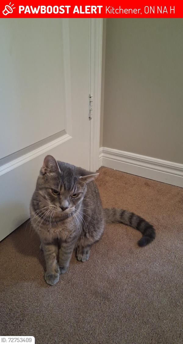 Lost Male Cat last seen Old Zeller Drive Kitchener, Kitchener, ON N2A 0H3
