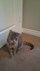 Lost Male Cat last seen Old Zeller Drive Kitchener, Kitchener, ON N2A 0H3