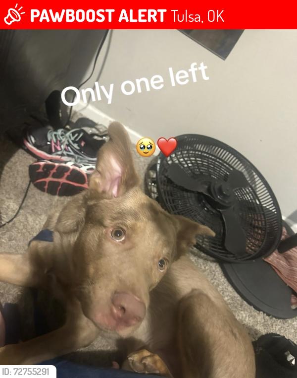 Lost Male Dog last seen quiktrip and a mini mall, Tulsa, OK 74115