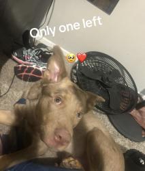 Lost Male Dog last seen quiktrip and a mini mall, Tulsa, OK 74115