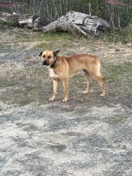 Found/Stray Male Dog last seen BP gas station at the cross street of Patterson rd and wake forest highway , Durham, NC 27703