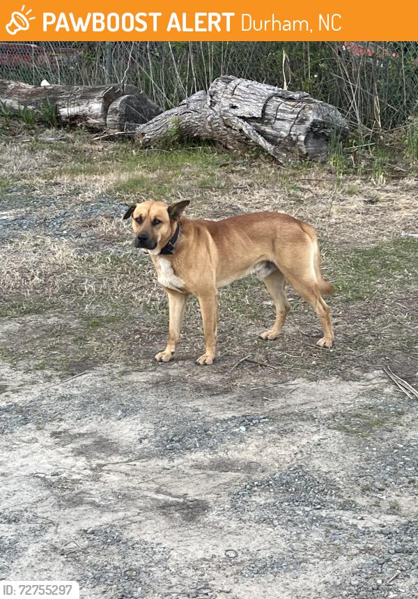 Found/Stray Male Dog last seen BP gas station at the cross street of Patterson rd and wake forest highway , Durham, NC 27703