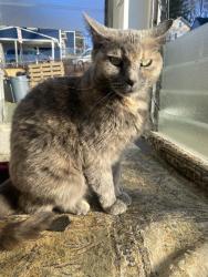 Lost Female Cat last seen Main street, Wharton Nj, Wharton, NJ 07885