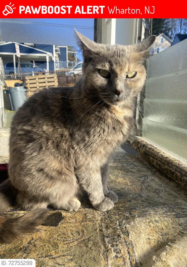 Lost Female Cat last seen Main street, Wharton Nj, Wharton, NJ 07885